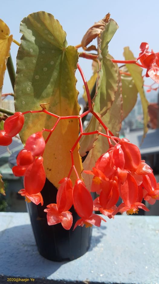 B. ‘Riviera Sunset’